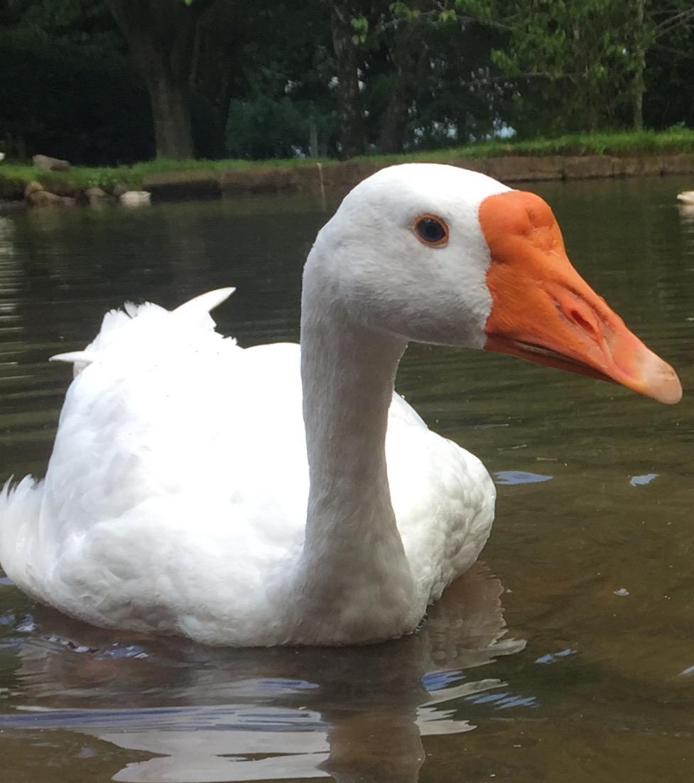 Last chance to be "Among the Birds"