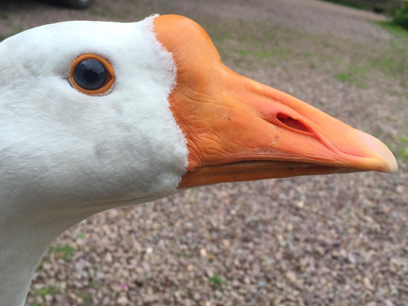 Last chance to be "Among the Birds"